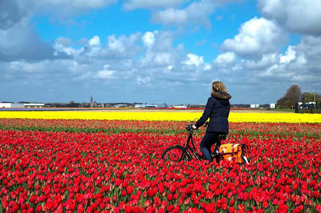 Tulpenfeld