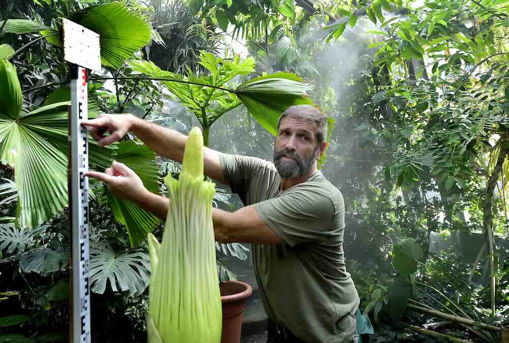 Person im Gewächshaus