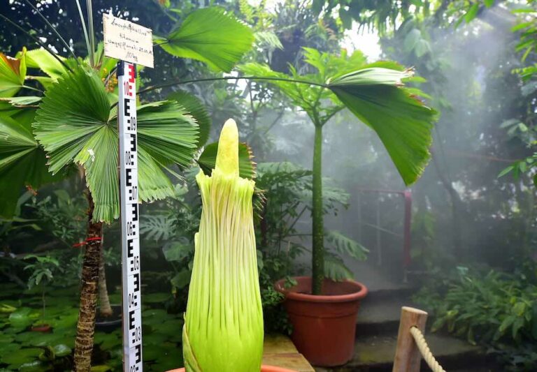 Botanische Rarität