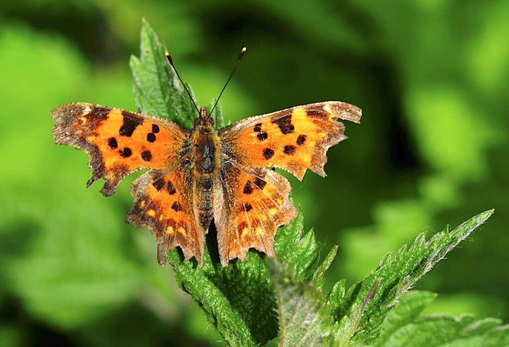 Schmetterling