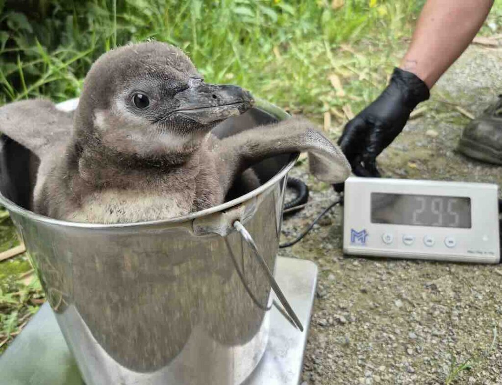 Drei Pinguinküken wachsen im Zoo Krefeld auf Pinguin-Küken