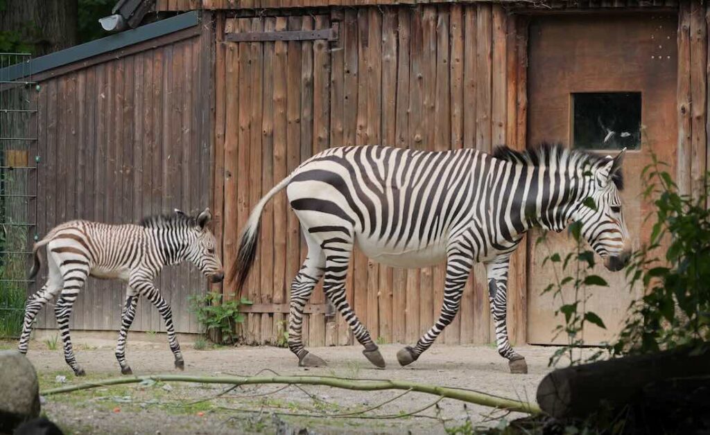 Bergzebras