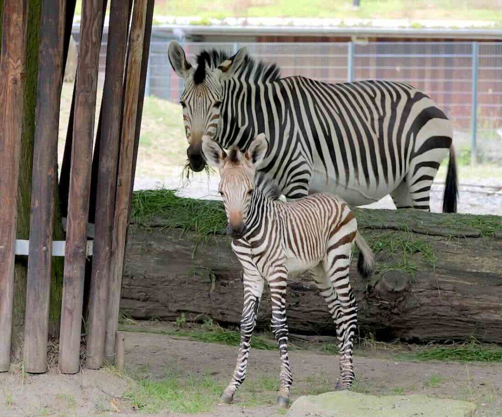 Bergzebras
