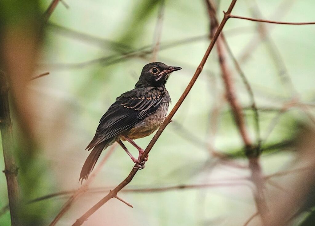 Jungvogel