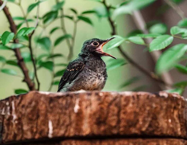 Jungvogel
