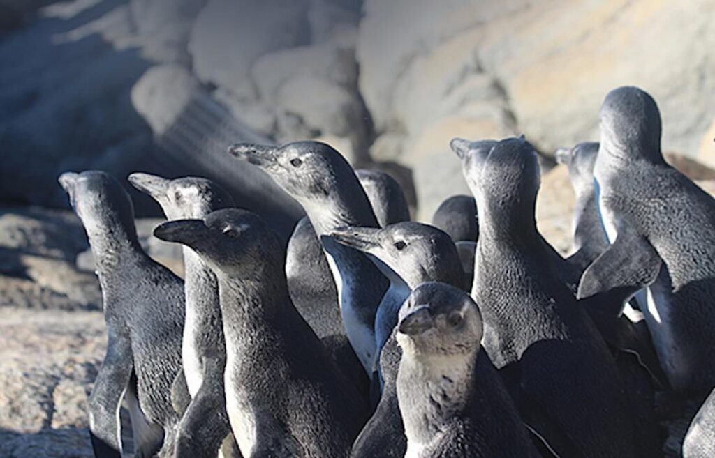 Pinguine