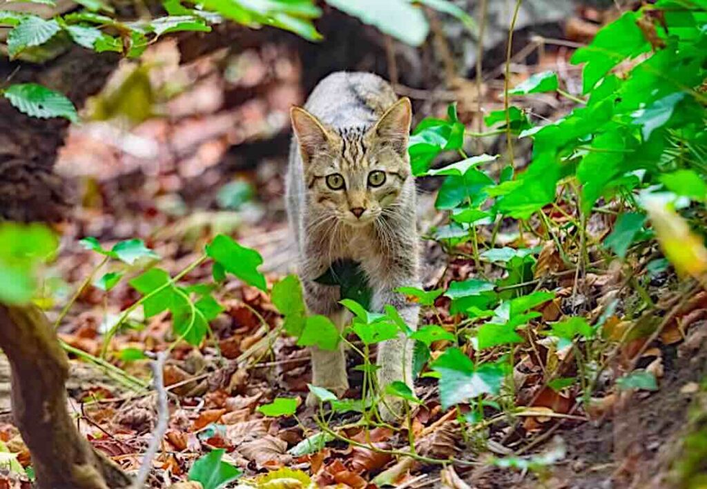 Wildkatze