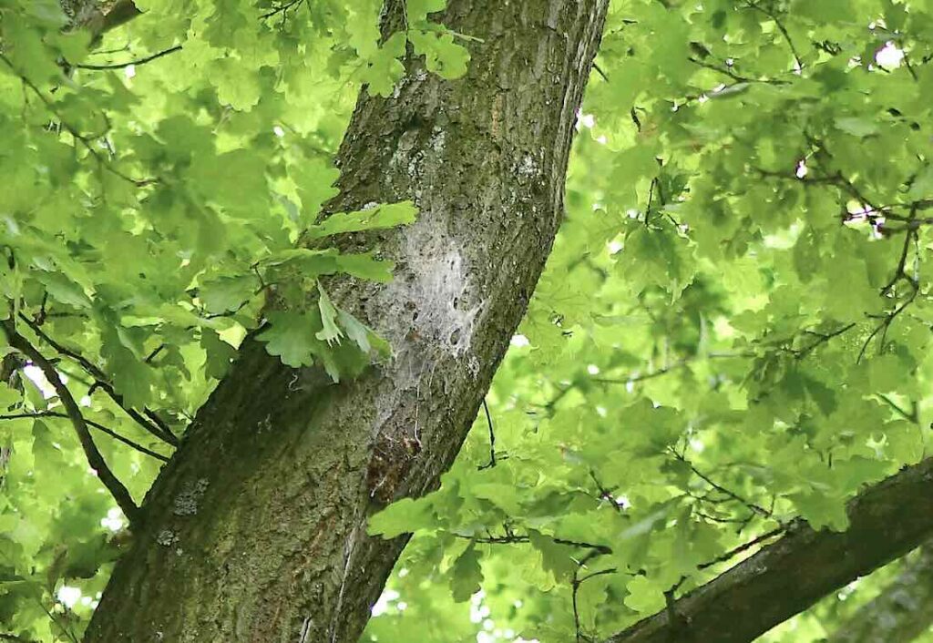 Raupennest