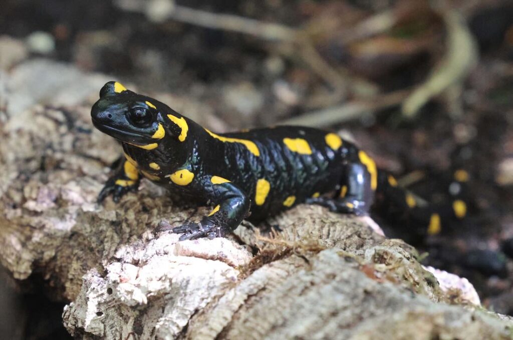 Feuersalamander