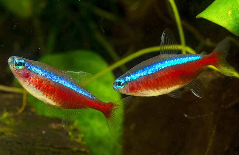 Fische
