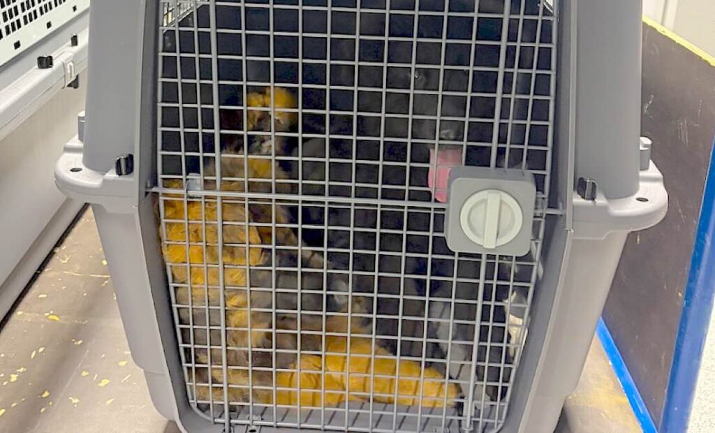 Transportbox mit Hunden