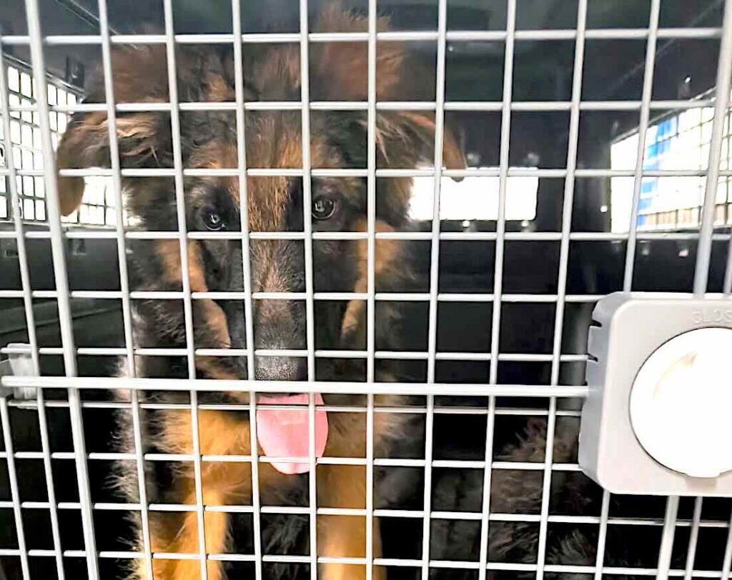 Zoll stoppt illegale Ausfuhr von Hunden/Transportbedingungen verstießen gegen Tierschutzbestimmungen Transportbox mit Hunden
