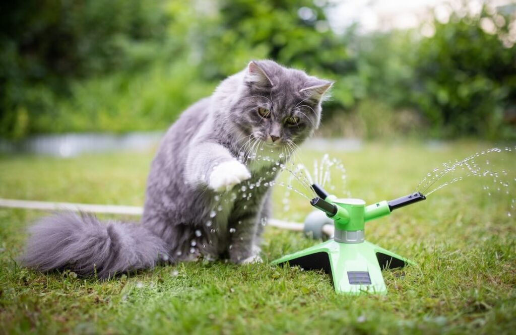 Katze mit Rasensprenger