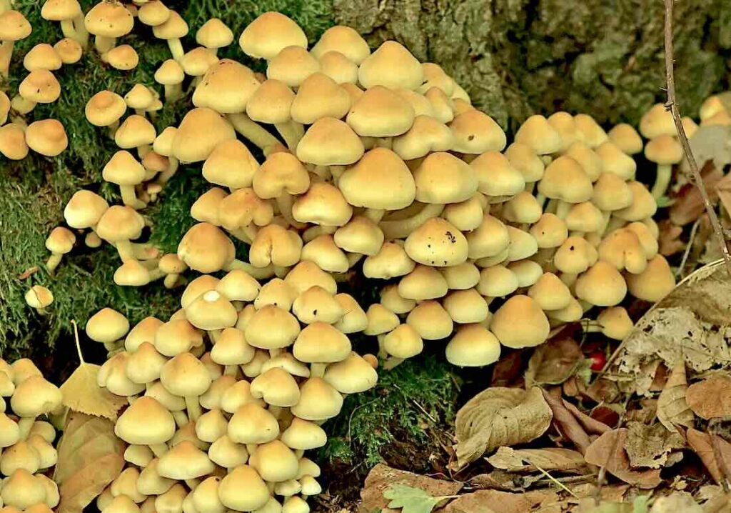 Pilze