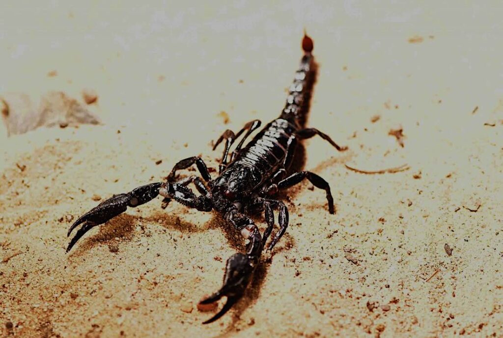Skorpion