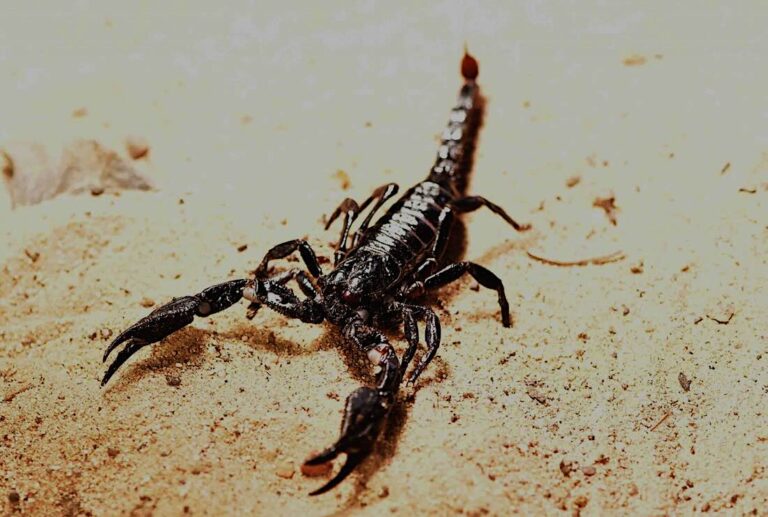 Skorpion