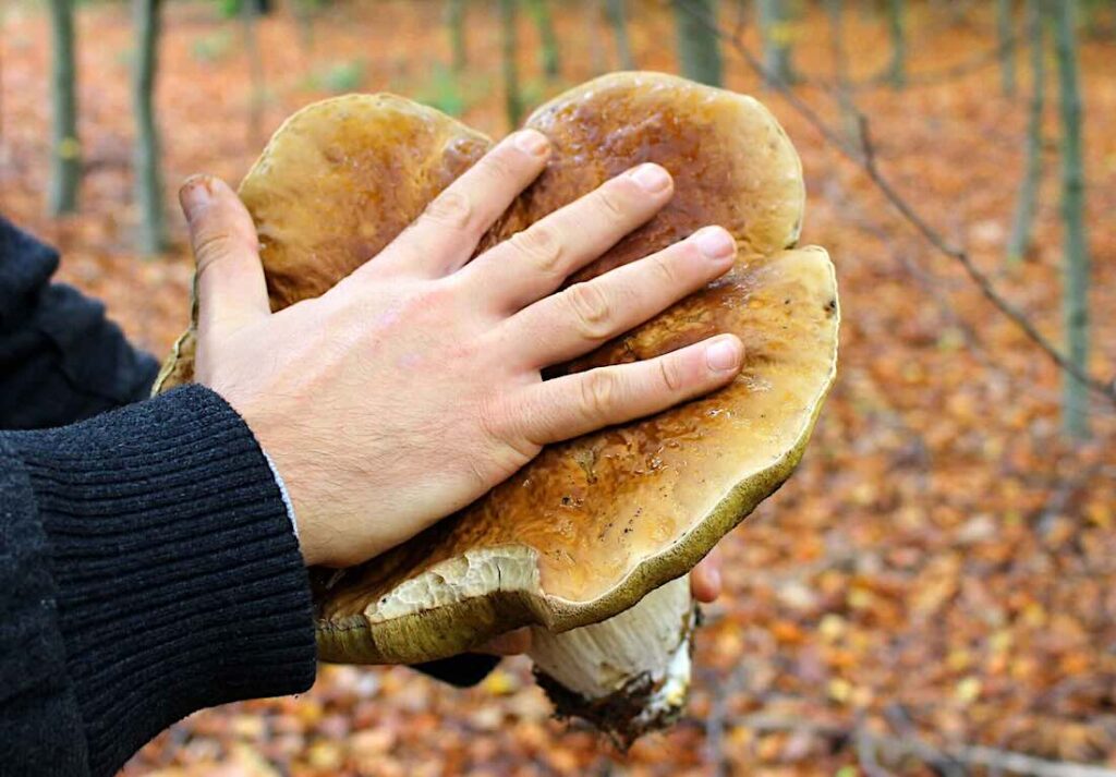 Riesen-Steinpilz