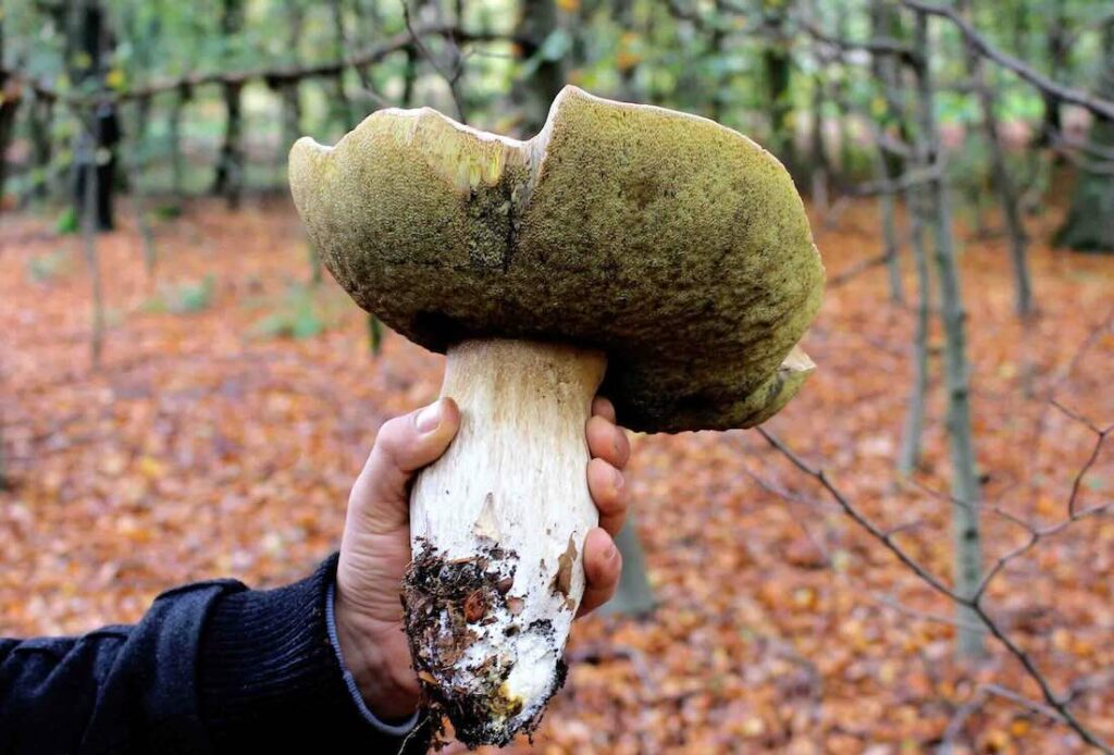 Der Waldboden erwacht: Ausblick auf die anstehende Pilzsaison Riesen-Steinpilz
