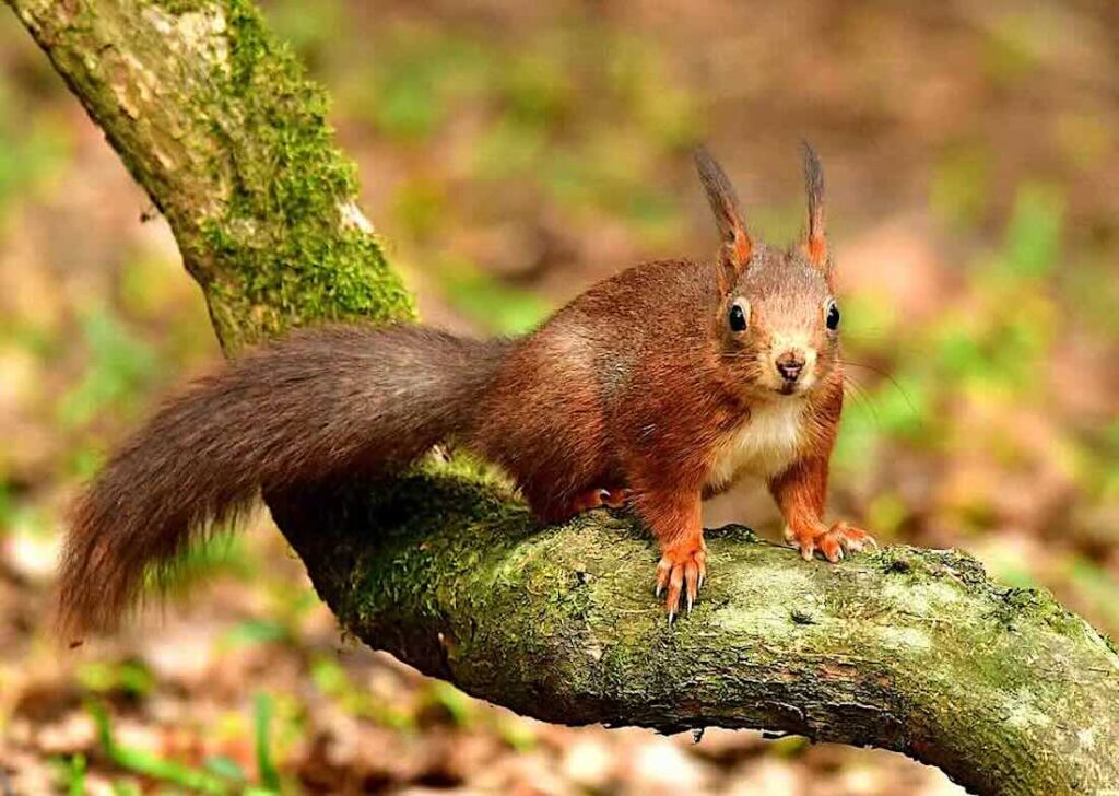 Eichhörnchen