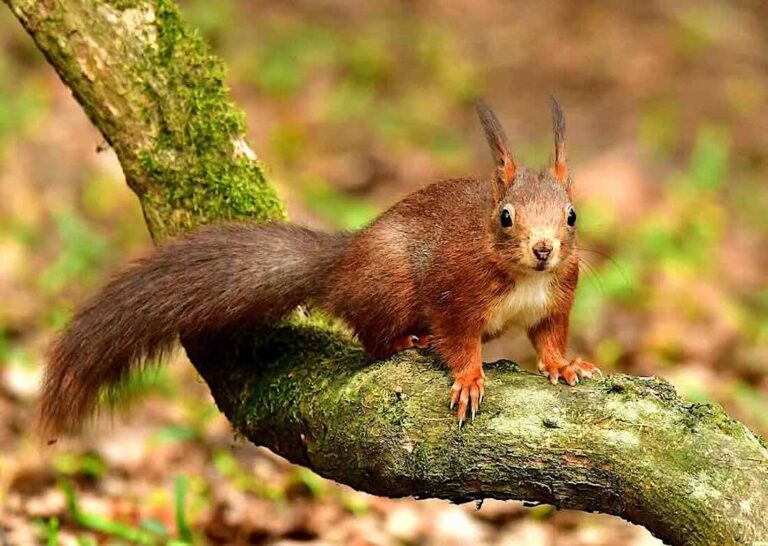 Eichhörnchen