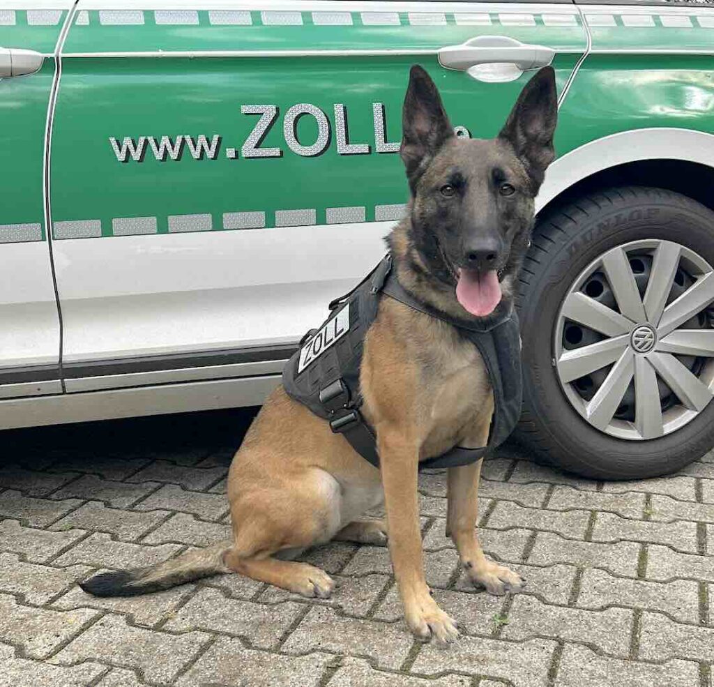 Zollhündin Tessa