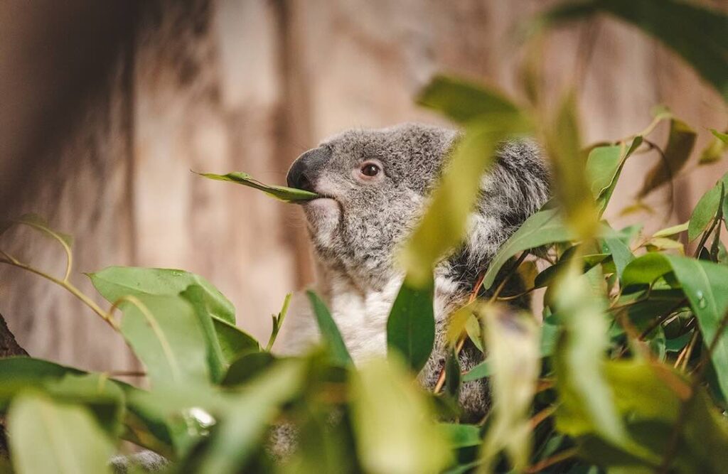 Koala