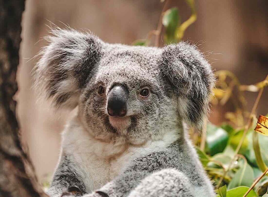 Koala