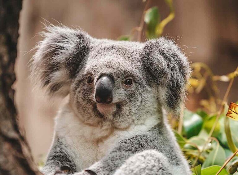 Koala