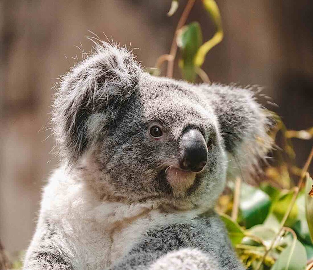 Koala