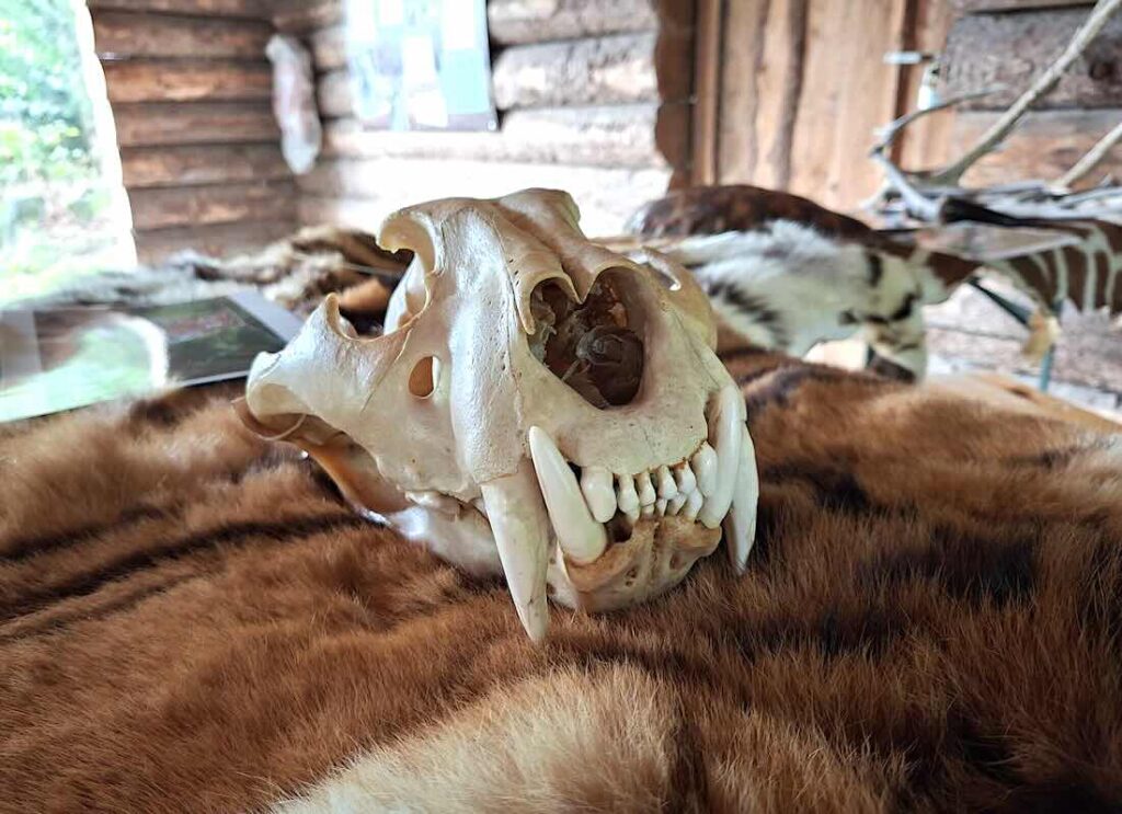 Tierschädel auf Fell