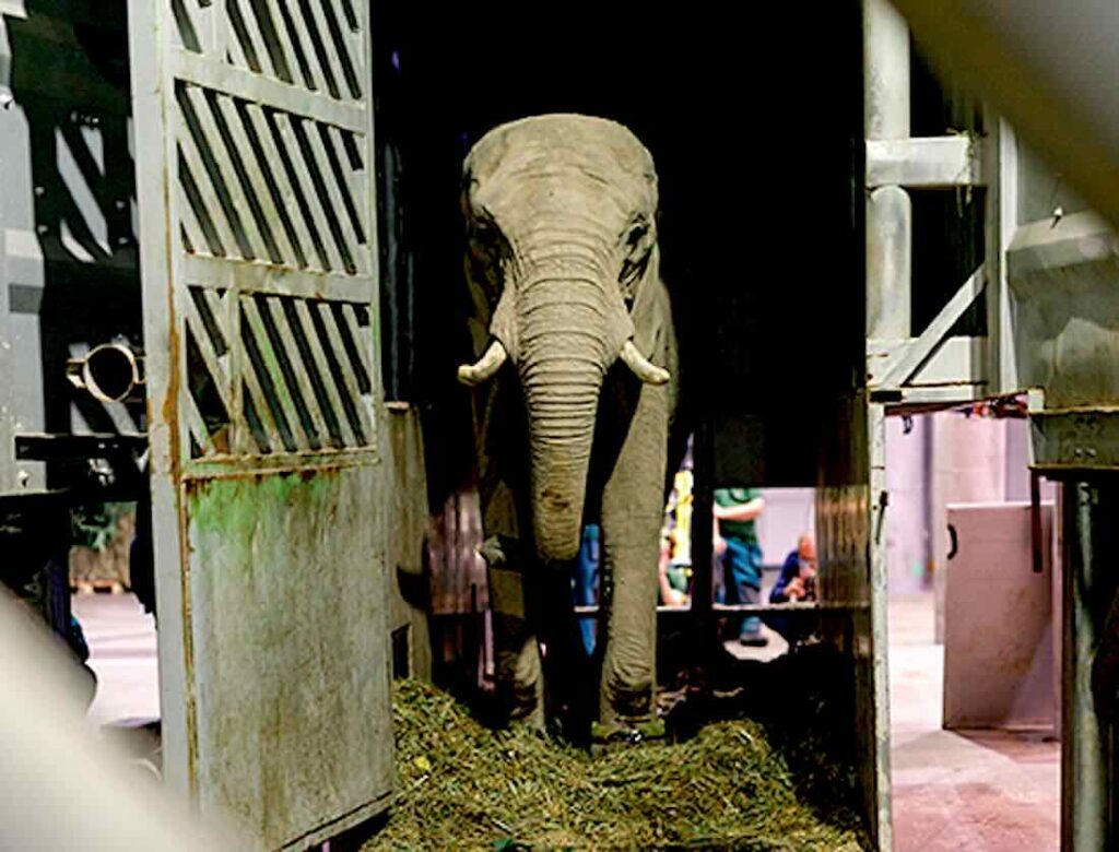 Elefant
