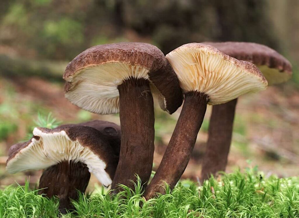Pilz
