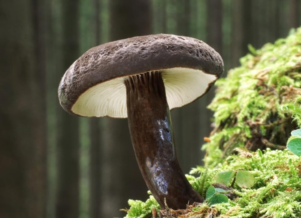 Pilz
