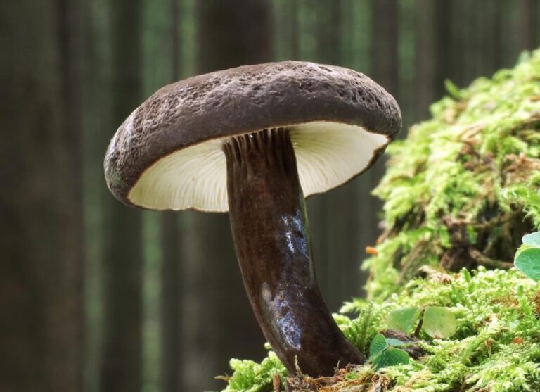 Pilz