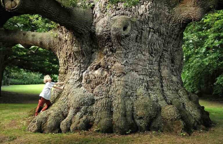 Waldentdeckertage passend zur aktuellen Ausstellung „Mythos Wald „ Eiche