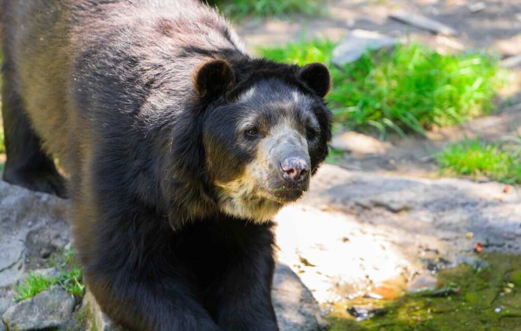 Brillenbär