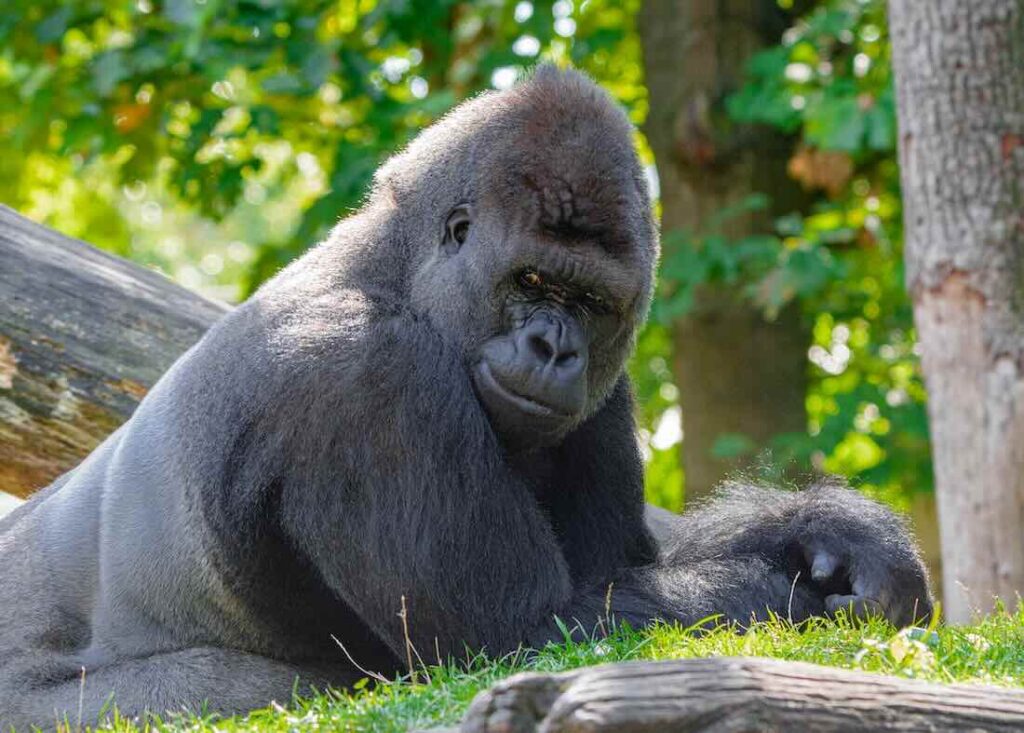 Gorilla