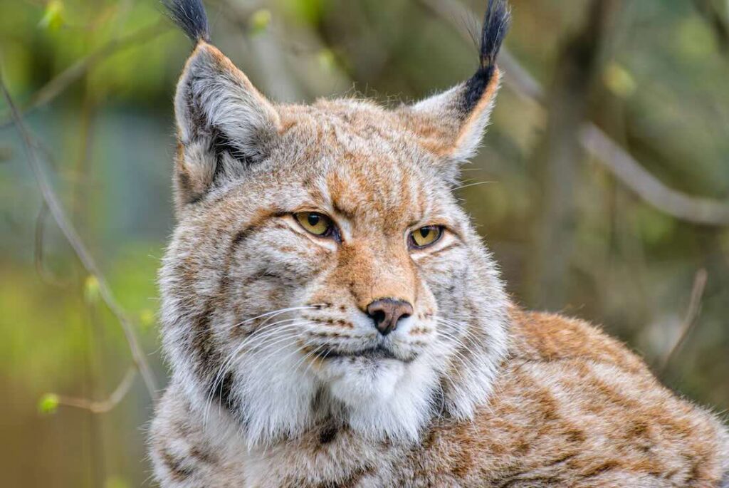 Luchs
