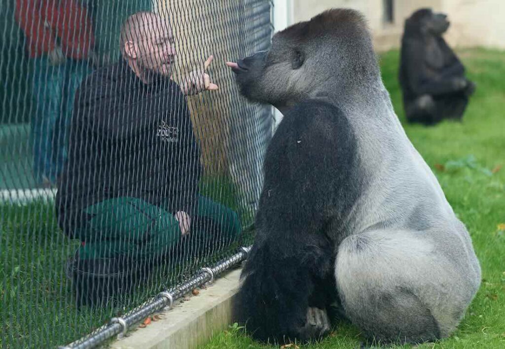 Gorilla KIDOGO